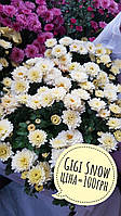 Хризантема низькоросла Gigi Snow рання