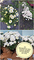 Хризантема мультифлора Bliss White, сортосерія Straathof (Sunbeam)