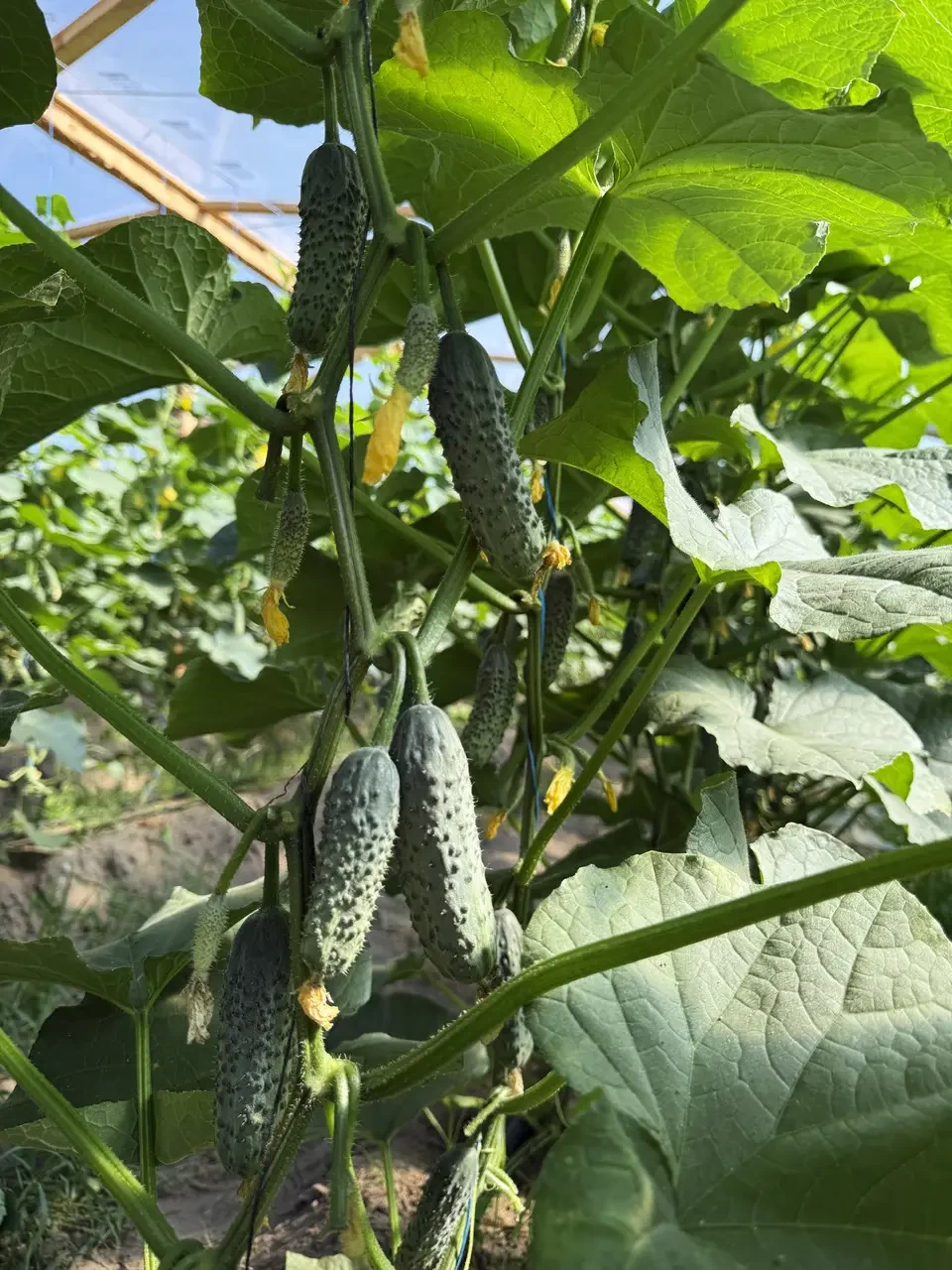 Насіння огірка Міраж F1 Manier Seeds 100 (розфасовка!)