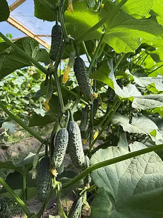 Насіння огірка Міраж F1 Manier Seeds 100 (розфасовка!), фото 1