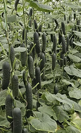 Насіння огірка Алпагу F1 Manier Seeds 100 (розфасовка!)