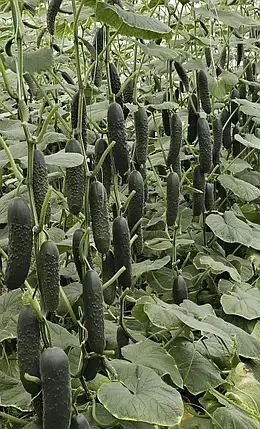 Насіння огірка Алпагу F1 Manier Seeds 100 (розфасовка!), фото 1