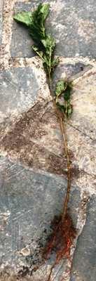 Вільха сіра. Саджанці з ВКС., фото 1