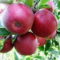 Яблуня літня Джулія ред. Саджанці з ВКС.