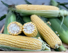 Насіння кукурудзи Світ Лакі F1 Spark Seeds 2500