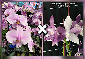 P.Willinckii Moonlight VP （OC） P.willinckii ' Moonlight ' ( PN ) P.willinckii 'Moonlight