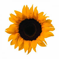 Підставка для чашки 100 х 100 мм.