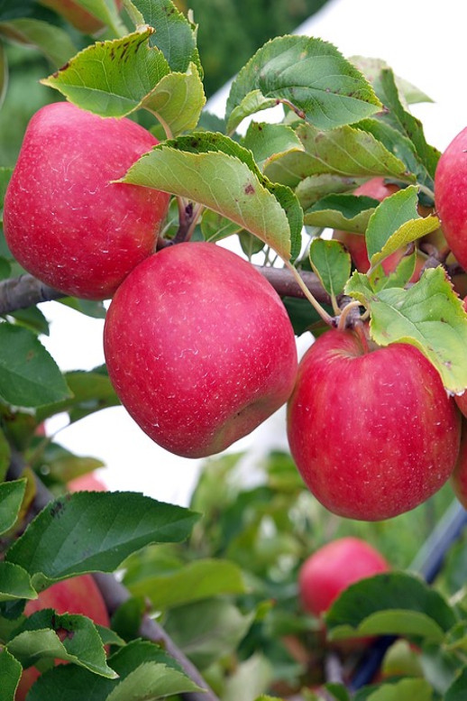 Яблуня Джонаголд. Саджанці з ВКС., фото 1