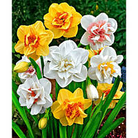 Нарцис 10шт СуперМахровий мікс (преміум цибулини)