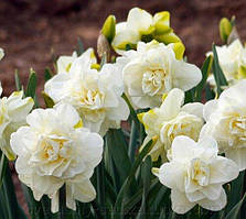 Нарцис 2шт Obdam (Обдам)