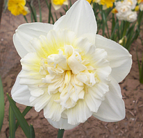 Нарцис 2шт White Marvel (Вхіте Марвел)