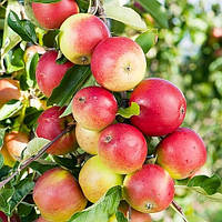 Яблуня Ліголь. Саджанці з ВКС.