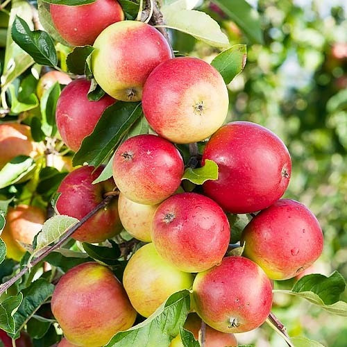 Яблуня Ліголь. Саджанці з ВКС., фото 1