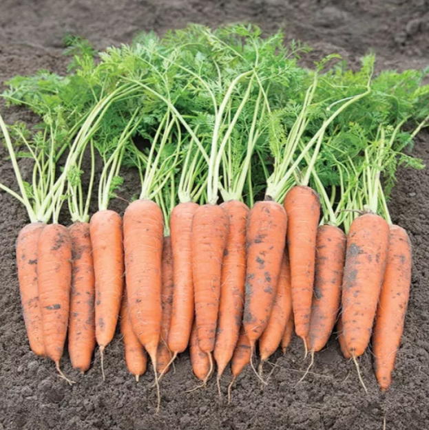 Насіння моркви Віта Лонга Bejo 50гр