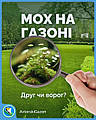 Мох на газоні: друг чи ворог? Зберігай цей допис