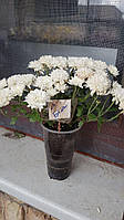 Хризантема мультифлора біла як Наречена рання, МАТОЧНИК