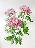 Хризантеми / #Chrysanthemum /