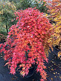 КЛЕН ACER PALMATUM CASCADE GOLD  c 35 h 120  l 1/2 FUSTO, фото 4