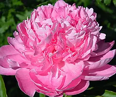 Півонія Suzie Q (корневище) 1шт, 2-3 бруньки