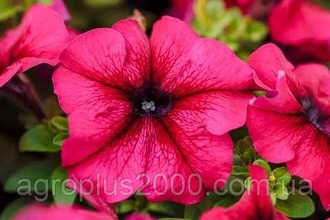 Насіння Петунія крупноквіткова Лімбо F1 Бургунді 1000 насінин Hem Genetics, фото 1
