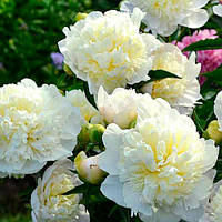 Півонія Duchesse de Nemours 2/3бруньки (корневище) 1шт