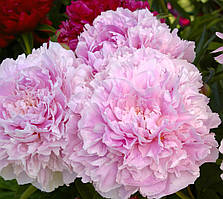 Півонія Sarah Bernhardt 2/3бруньки (корневище) 1шт