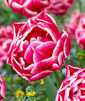 Тюльпан 2шт махровий "Columbus" (Колумбус)