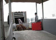 Фіксація, переміщення та контроль тварин