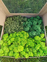 Стабілізований мох ягель для декору Норвегія, 3 кольори:  Green Light – 500 грамів  Green Dark – 250 грамів  Medium – 250 грамів