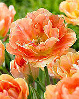 Тюльпан 2шт Charming Lady (Хармінг Ладі)