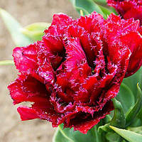Тюльпан 2шт махровий Cranberry Thistle (Кранберрі Тістле)