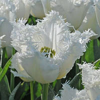 Тюльпан 2шт Noordeinde (Ноордеінде)