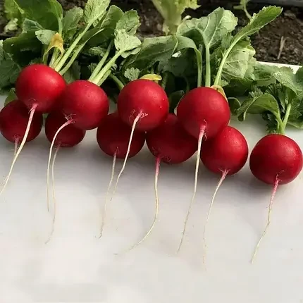 Насіння редису Аутелла F1 Hazera 50000 3,20-3,40