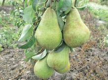 Груша осіння Буковинка. Саджанці з ВКС.