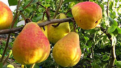 Груша Молдавька рання. Саджанці з ВКС.