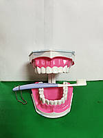 4038 МОДЕЛЬ ЩЕЛЕПИ З ЗУБНОЮ ЩІТКОЮ