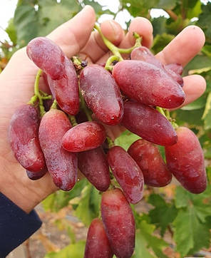 Саджанці винограду сорт Полтавський манікюр, напівупакований, фото 2