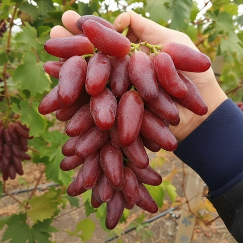 Саджанці винограду сорт Полтавський манікюр, напівупакований