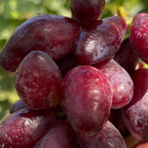 Саджанці винограду сорт Полтавський манікюр, напівупакований, фото 3