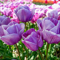 Тюльпан 2шт Blue Heaven (Блуе Хеавен)