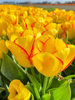 Тюльпан 2шт Outbreak (Оутбреак)