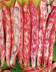 Насіння спаржевої квасолі Борлотті (Borlotti) Calleris 25 кг
