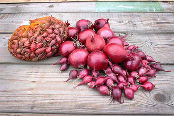 Ред Барон, цибуля червона (на вагу) кг