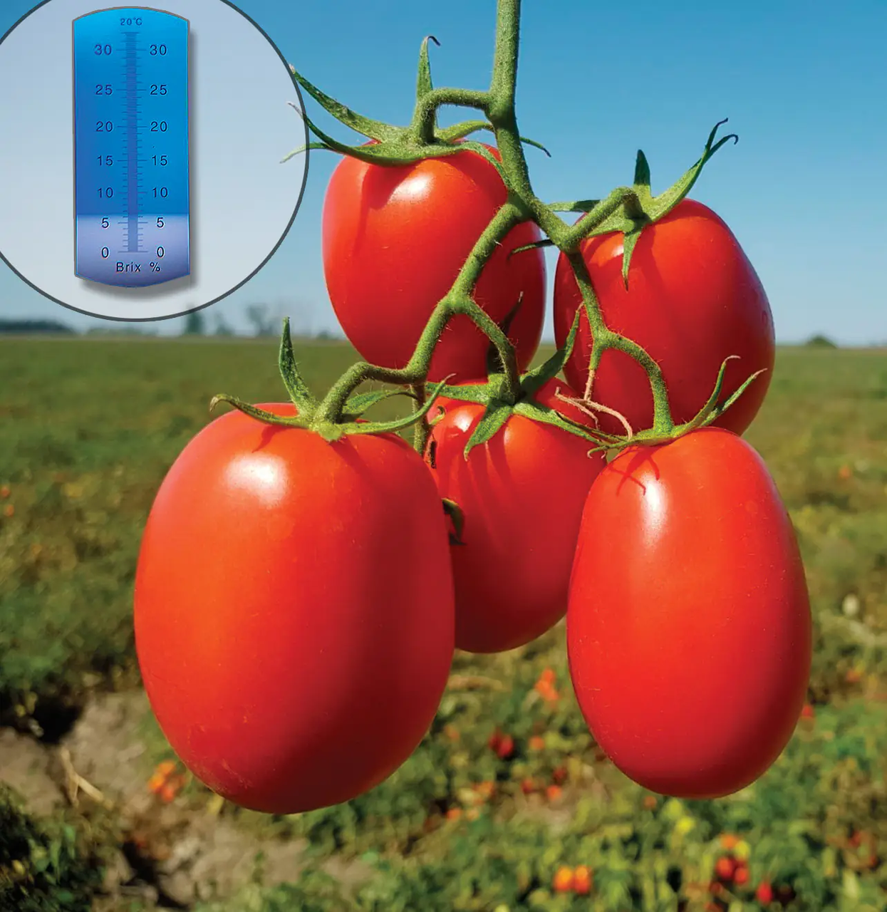 Рекордсмен F1 томат 1000 нас Libra Seeds, фото 1