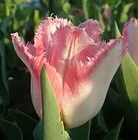 Тюльпан 2шт Lingerie (Лінгеріе)