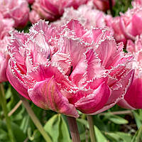 Тюльпан 2шт Sugar Crystal (Сугар Крістал)