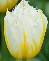Тюльпан 2шт Lemon Beauty (Лемон Беауті)