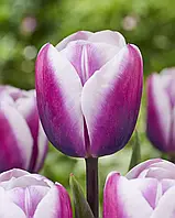 Тюльпан 2шт Librije (Лібрійе)