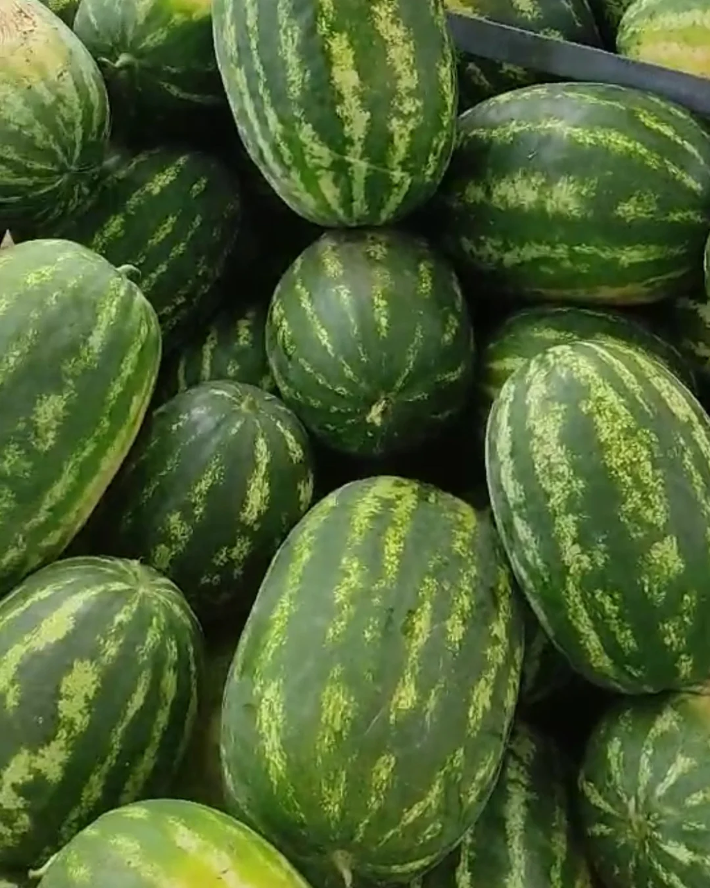 Ланкастер F1 кавун 250 нас Libra Seeds, фото 1