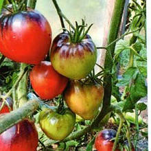 Насіння Томат індетермінантний Сержант Пеппер